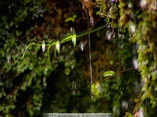 雨滴下落树枝树叶苔藓石壁水珠实拍素材大自然中一些花草