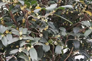 桂树施什么肥料最好 头条搜索