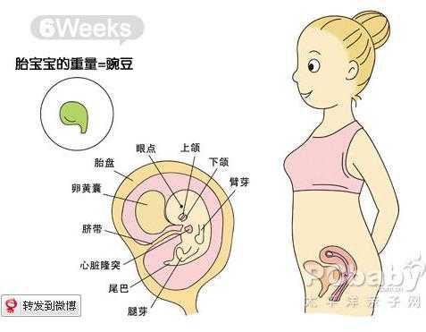 准爸爸有必要吃叶酸吗