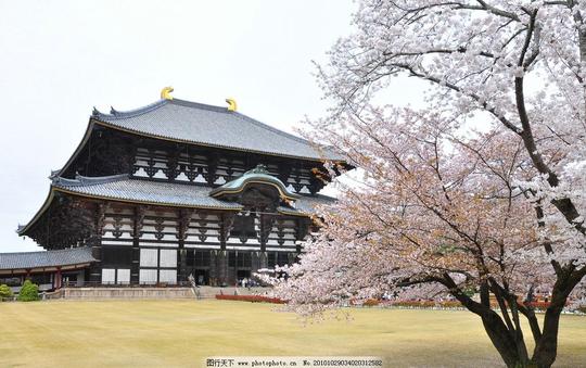 寺庙与樱花奈良日本春天花开人文历史国外旅游旅游摄影