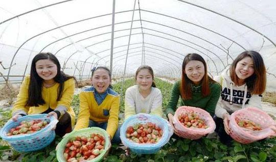 农业创业如何拿补贴?选项目?控风险?