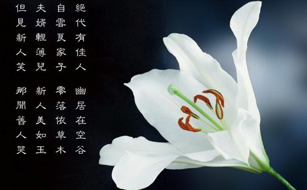 百合花的文案短句干净,为百合花电影写广告语?-语录网