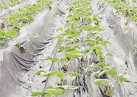2018年种植什么能赚钱?16种种植项目推荐，千万不要错过了!