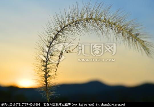 《蜘蛛》搜索结果>蜘蛛昆虫光线微距摄影素材夕阳狗尾草