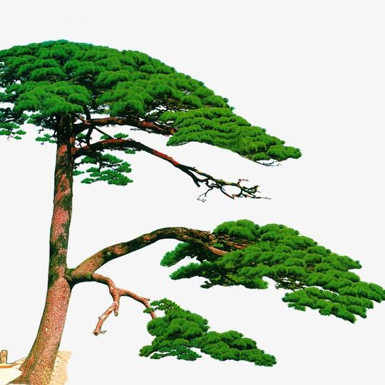 迎客松【高清png素材】-90设计