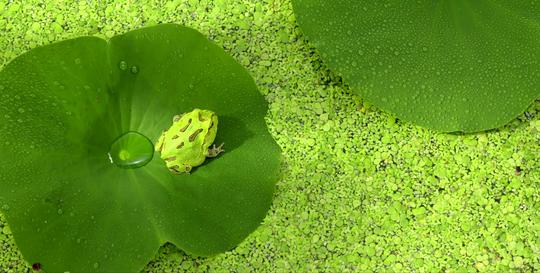 绿广告大片绿叶草螳螂蜥蜴4k_3840x1952_高清视频素材