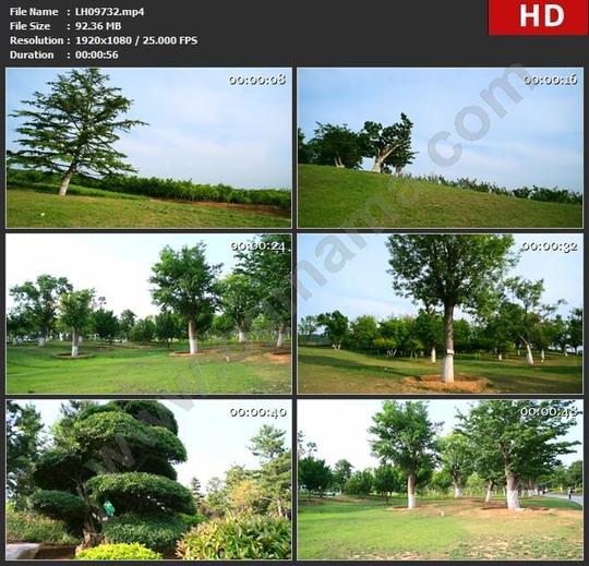 lh09732高清草地草原草坪绿地大树迎客松罗汉松树林公园实拍视频素材