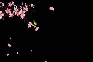 花瓣落叶2鲜花花朵黑幕视频抠像视频素材手机特效图片