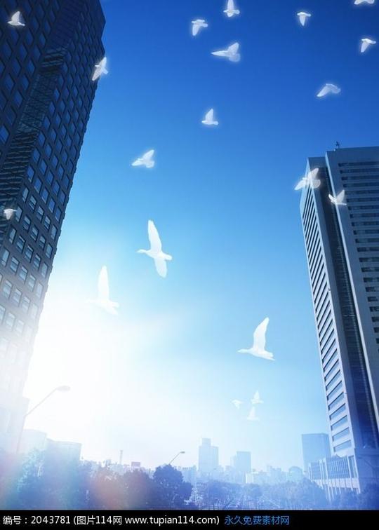 图片素材自然风光自然风景蓝天下飞翔的白鸽