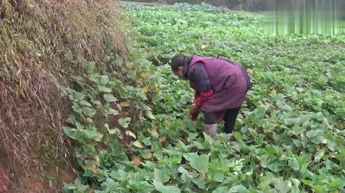 农村四哥:王四老妈今天去淘了点红苕尖，大伙说说怎么做才好吃
