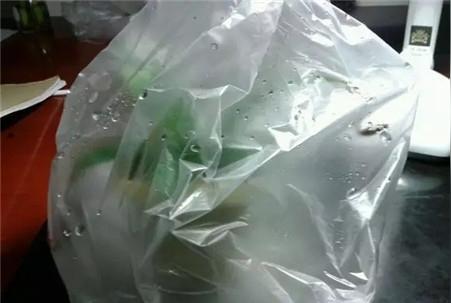 买东西的方便袋不要扔,套在花盆上,叶子贼油绿,密密麻麻开满花