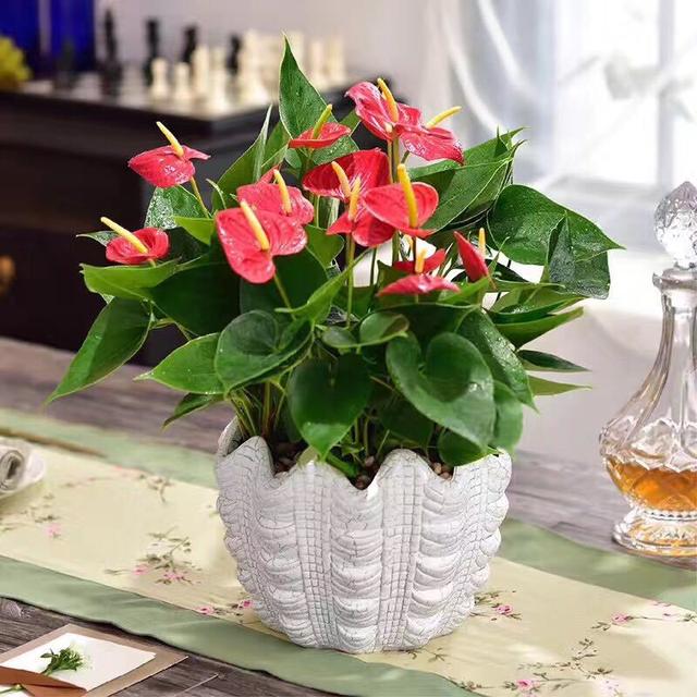 教师节可以送老师盆栽吗