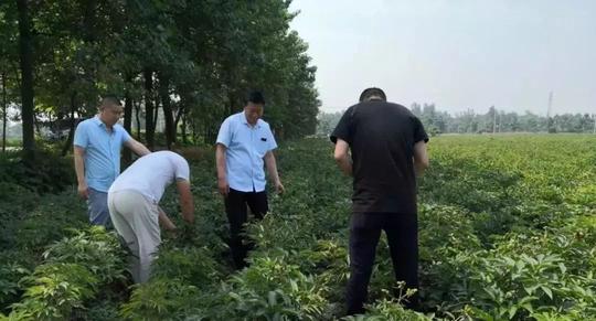潍坊防风种子在农村种最挣钱