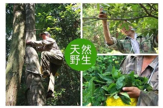 纯羊奶,100%纯天然,无污染无添加的有机全脂羊奶粉,易吸收,安神补肾