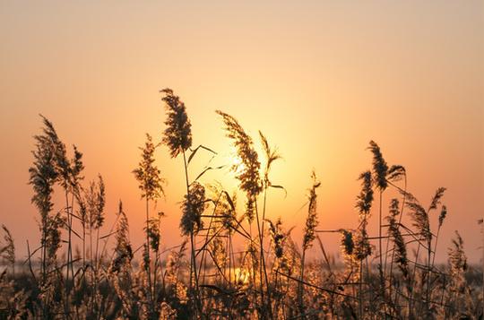 日出逆光芦苇--汇图网huitu.com
