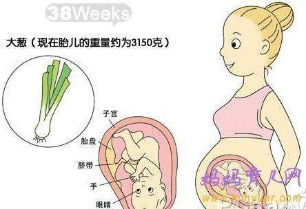 怀孕38周胎儿大小标准