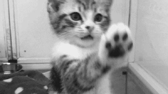 壁纸动物猫猫咪小猫桌面600_337gif动态图动图