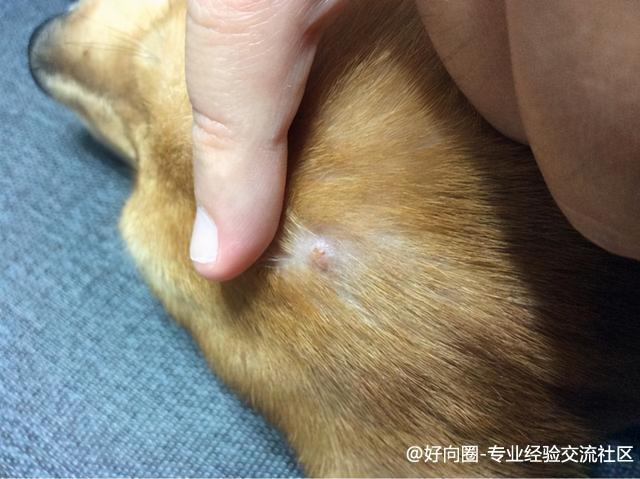 皮肤病有哪些是会传染的