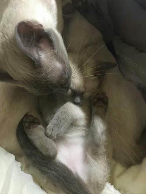 自己家的猫咪繁殖