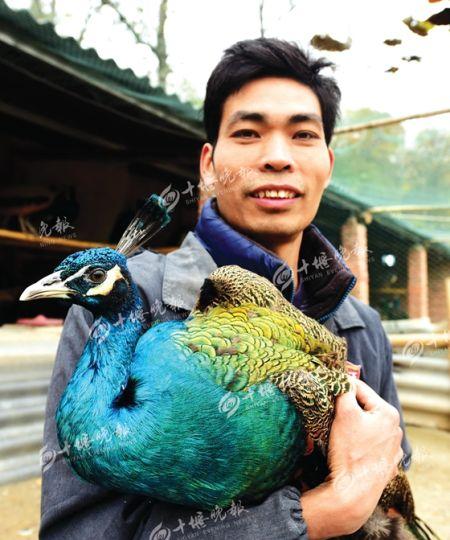 郧阳小伙返乡创业养孔雀每只售价700元
