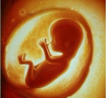 胎儿生长发育过程是怎样的