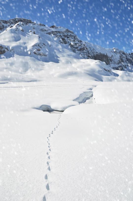 脚步_雪_瑞士_图片大全—全景创意图库（quanjing.com）中国领先的正版图片视频素材网站