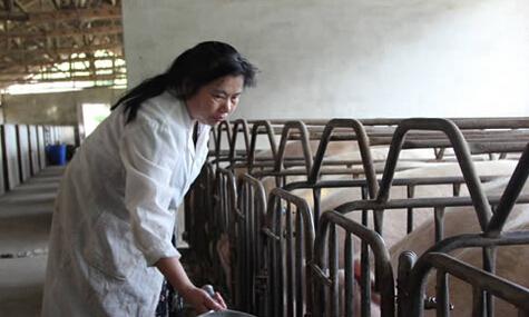 宜宾失业女工廖廷芬的养猪创业致富路