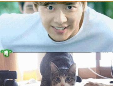 罗志祥鹅笑表情包