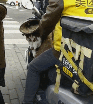 橘猫生下十只猫咪,哈士奇每天抢着带娃,猫妈都快被气哭了!