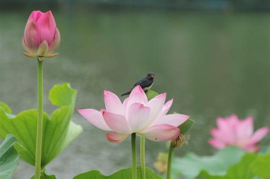 素材公社图片素材鲜花植物荷花唯美夏日荷花高清图片