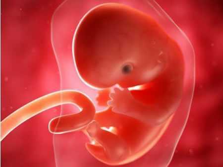 怀孕第三周胎儿发育情况