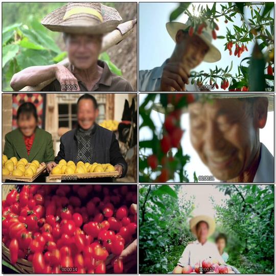 新农村农业农作物果实农民劳动丰收喜悦笑脸笑容高清实拍视频素材