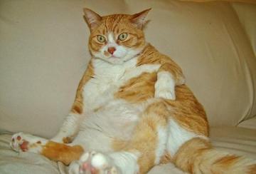 一只黄色猫咪坐在坐垫上gif图片