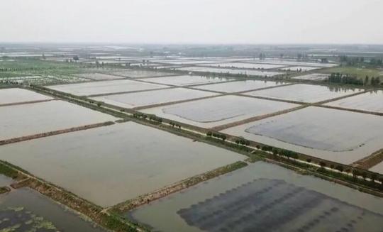 稻谷行情低迷种水稻真的不挣钱?他们却能一亩挣8千!
