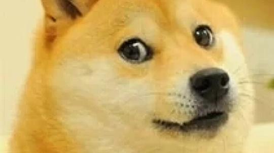 【哒挥熊】单身狗之歌