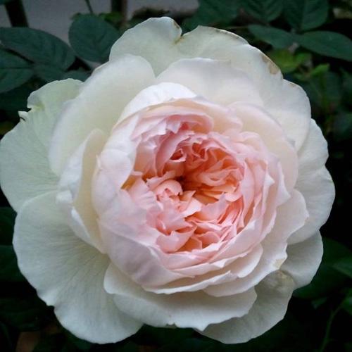 叶片小而密集的是玫瑰还是月季?