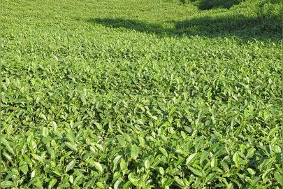 茶叶的种植管理技术有哪些？