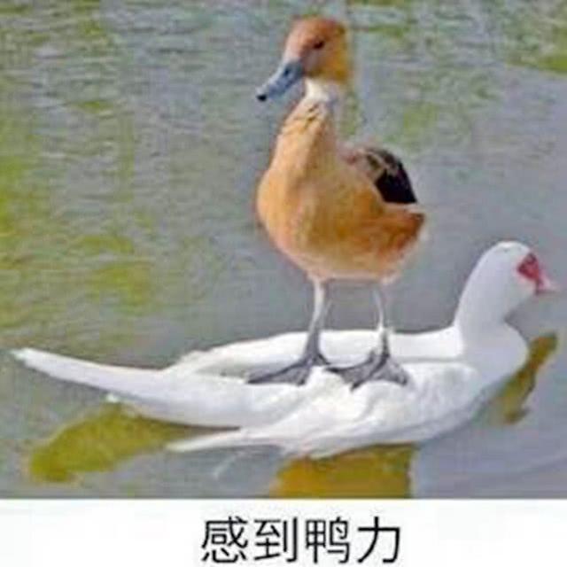 叔叔我啊真的生气了是什么梗