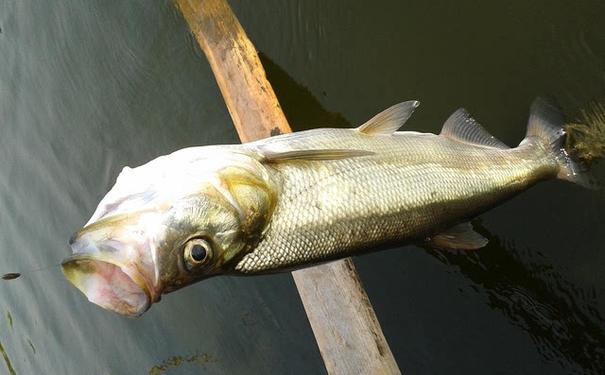 几种常见的路亚对象鱼——新手篇