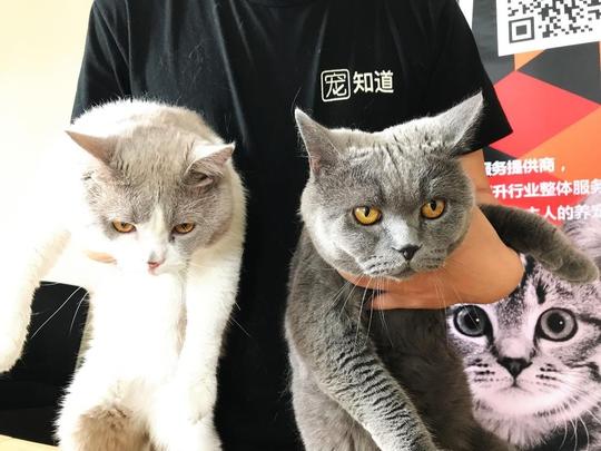 【创业日记薄】宠知道:用saas切入宠物行业简直是猫奴的福利