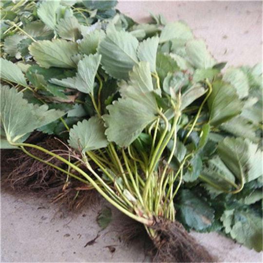r7草莓苗价格