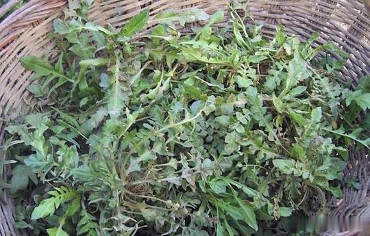 它是穷人吃的高钙菜不知道的当杂草农村野地里常见