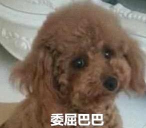 泰迪小色狗搞笑可爱萌萌哒gif
