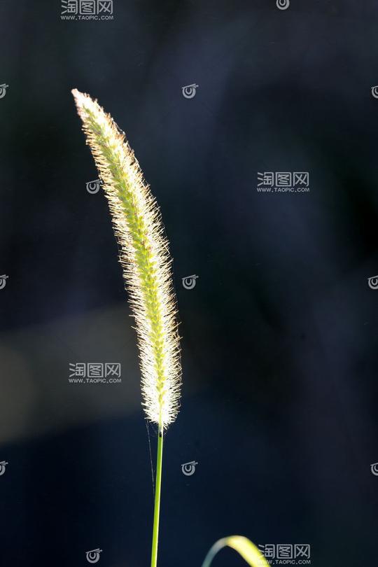 猫双体船,エノコログサ属,暮光色,耀く,えのころ草,狗尾草,感到温