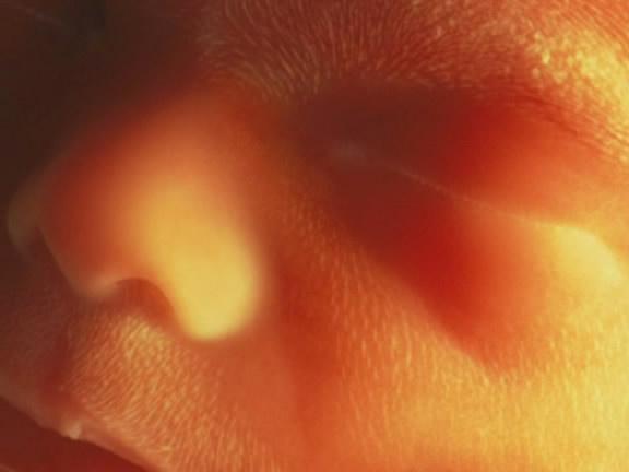 孕期胎儿什么时候长的最快
