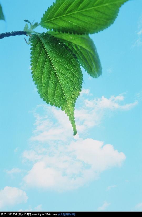 蓝天白云绿叶上的水珠