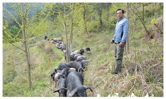 狼狗“放牧”，山林散养“跑山猪”十堰男子年入200多万