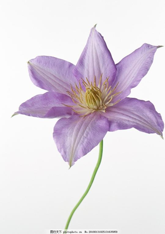 百合美丽的鲜花花朵花语花艺插花艺术观花植物观赏植物