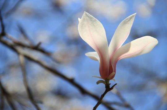 [转载]花卉微距拍摄技巧