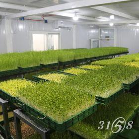 了解菜立方芽苗菜,创业少走弯路>>